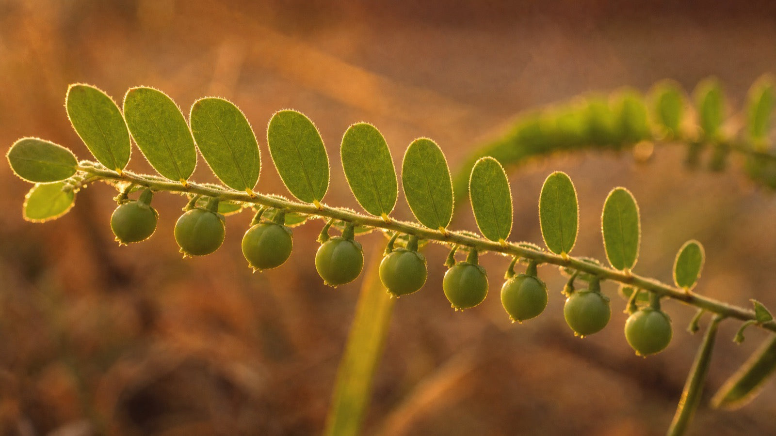 Chanca piedra growing wild — the plant the Amazon named the stone breaker