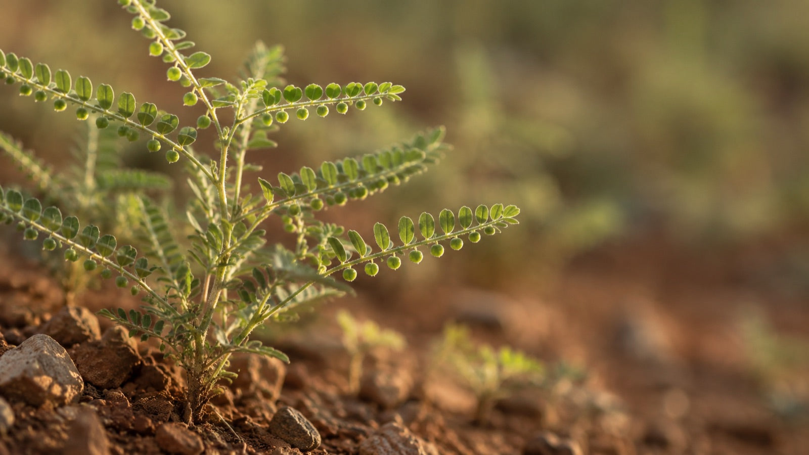 Chanca piedra growing wild